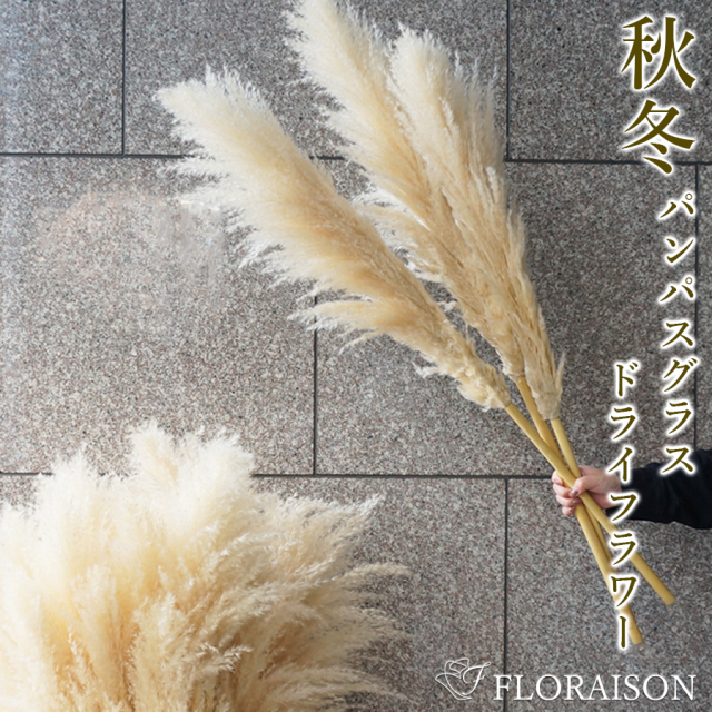 パンパスグラス