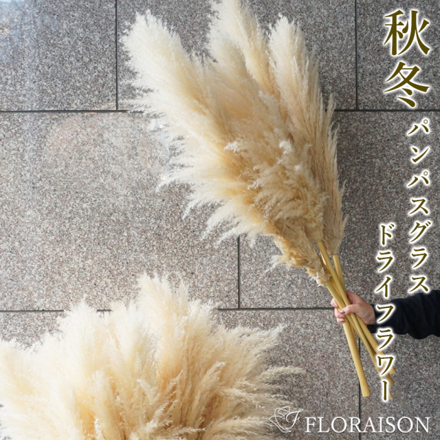 パンパスグラス