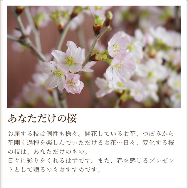桜