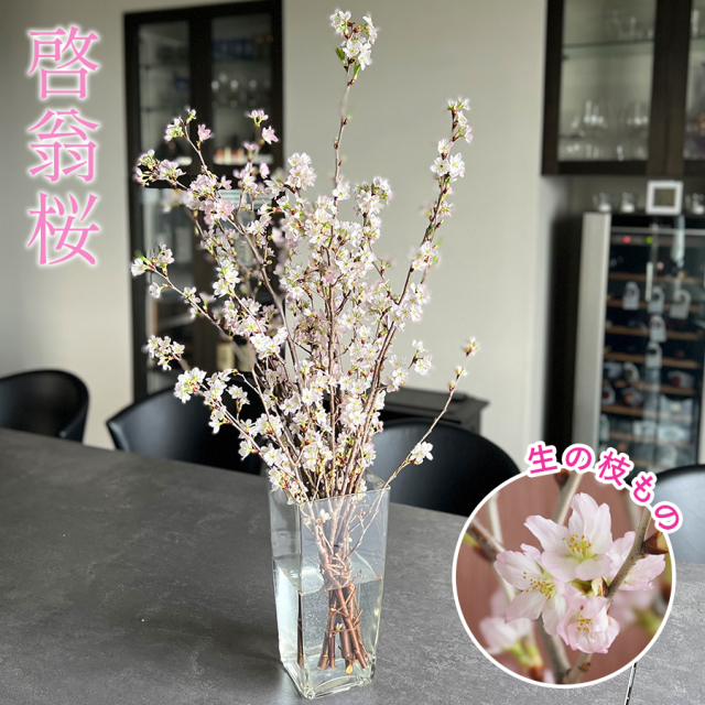 【送料無料】【冬・春限定】枝物 啓翁桜（ケイオウザクラ）10本