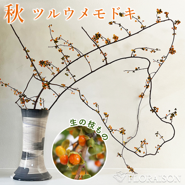 【送料無料】【夏限定】枝物 実物 ツルウメモドキ