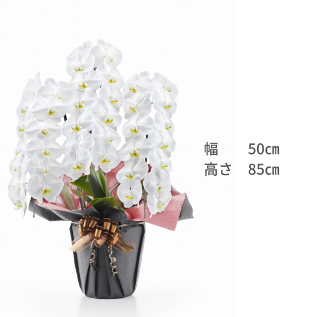 胡蝶蘭トップ画像10