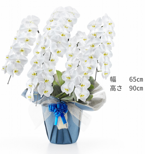 胡蝶蘭トップ画像14