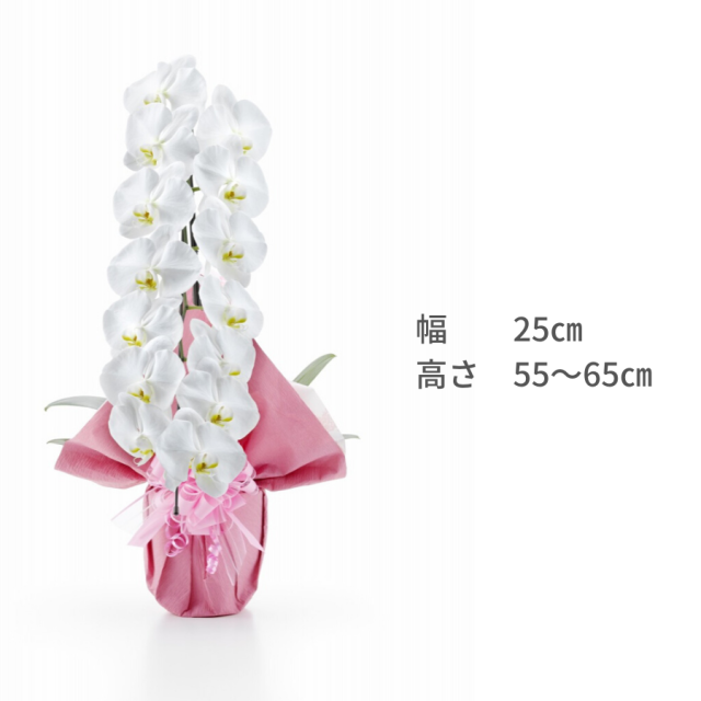 胡蝶蘭トップ画像4