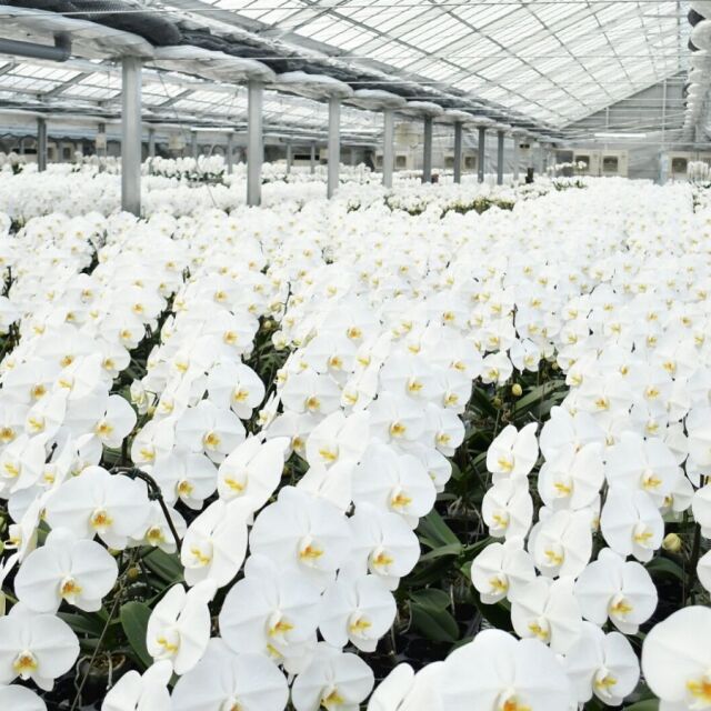 大阪吹田江坂の花屋｜開店・移転・周年お祝い 豪華な胡蝶蘭の花鉢 5本立ち