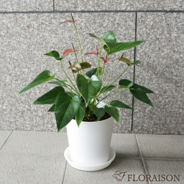 【送料無料】【鉢物】観葉植物 アンスリウム 選べる5~8号