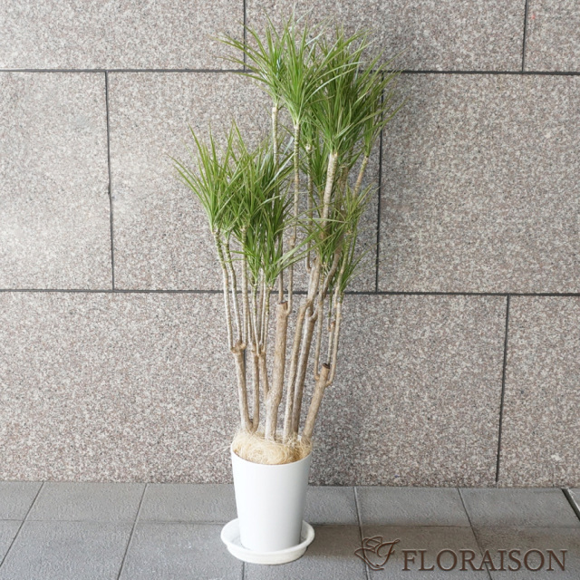 【送料無料】【鉢物】観葉植物 ドラセナ・コンシンネ