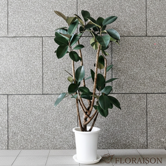 【送料無料】【鉢物】観葉植物 フィカス・バーガンディー 選べる5~8号