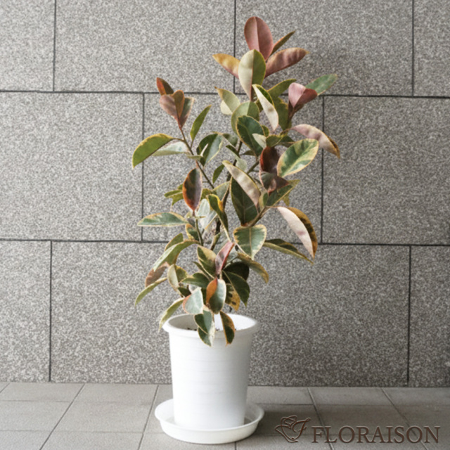 【送料無料】【鉢物】観葉植物 フィカスルビー 選べる5~8号