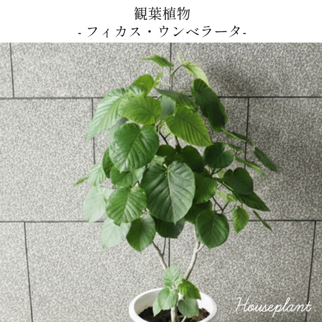 大阪吹田江坂の花屋 観葉植物の通信販売｜ハートの葉がかわいい、観葉
