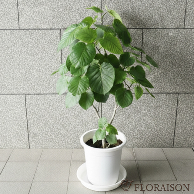 大阪吹田江坂の花屋 観葉植物の通信販売｜ハートの葉がかわいい、観葉