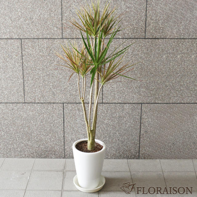 【送料無料】【鉢物】観葉植物 ドラセナ・コンシンネレインボー