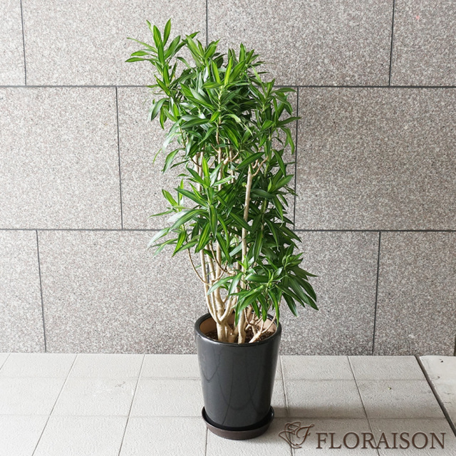 【送料無料】【鉢物】観葉植物 ソングオブジャマイカ