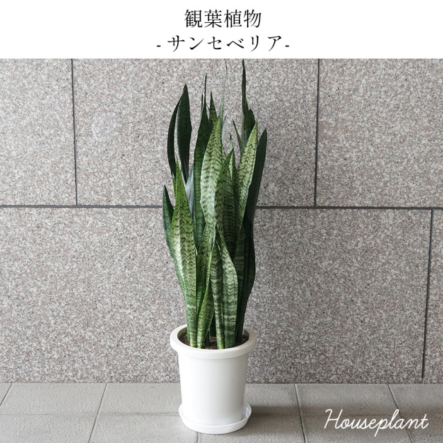 P. Stemaria 観葉植物　中株サイズACO品 大阪吹田江坂の花屋 観葉植物の通信販売｜モダンな柄と形がオシャレな