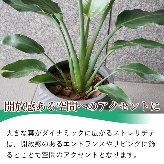大阪吹田江坂の花屋 観葉植物の通信販売｜ダイナミックに広がる葉が