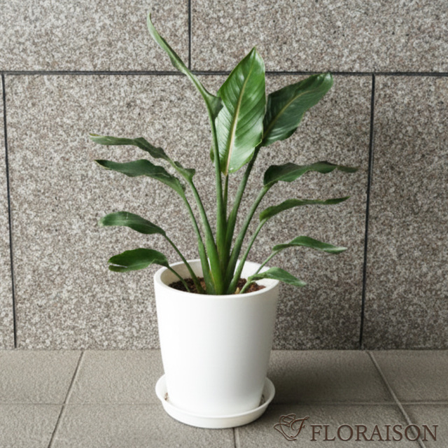 大阪吹田江坂の花屋 観葉植物の通信販売｜ダイナミックに広がる葉が