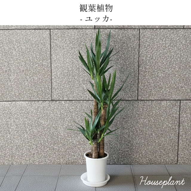 大阪吹田江坂の花屋 観葉植物の通信販売｜丈夫で初心者にも育てやすい