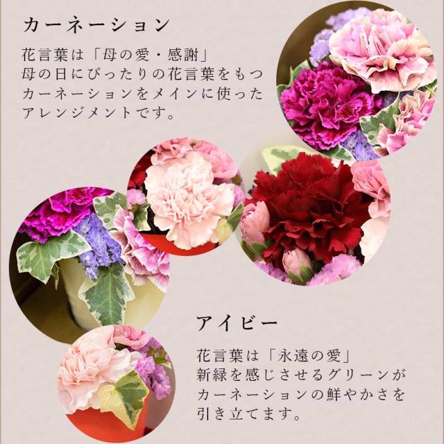 メルシーベルシック12