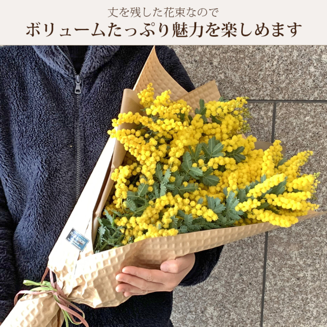ミモザ