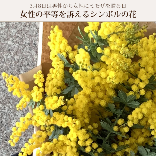 ミモザ