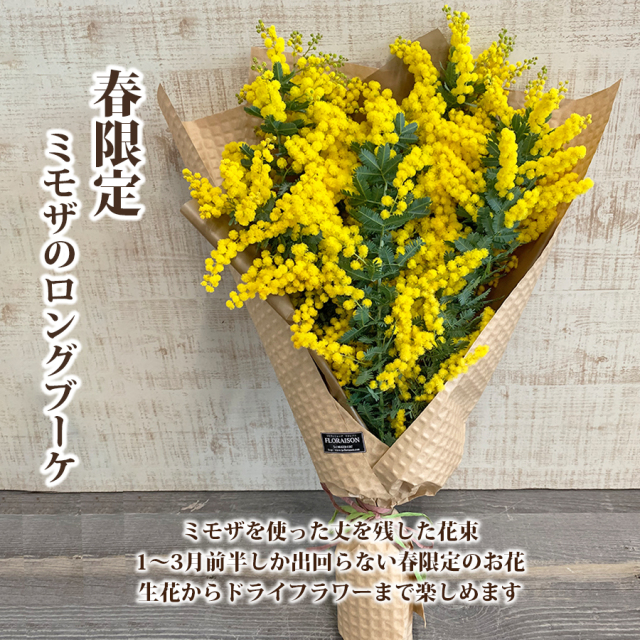 ミモザ
