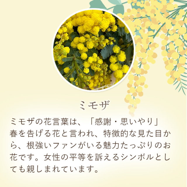 大阪吹田江坂の花屋 フラワーギフトの通信販売｜春の黄色いお花 ミモザ