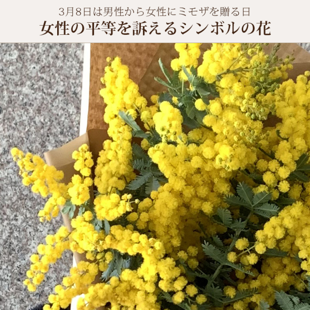 ミモザ
