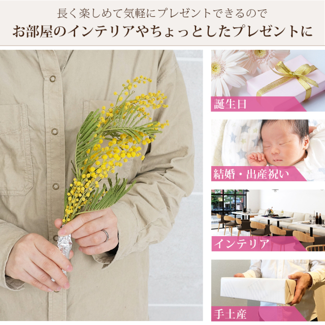 ミモザ