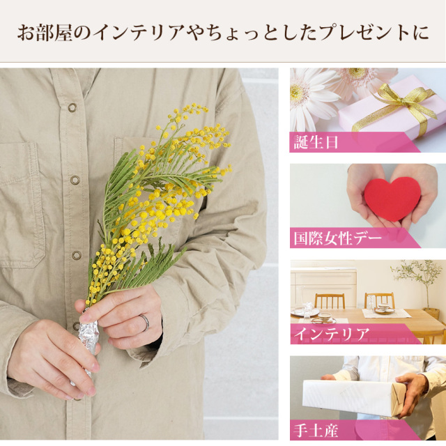 大阪吹田江坂の花屋 フラワーギフトの通信販売｜春の黄色いお花 ミモザ