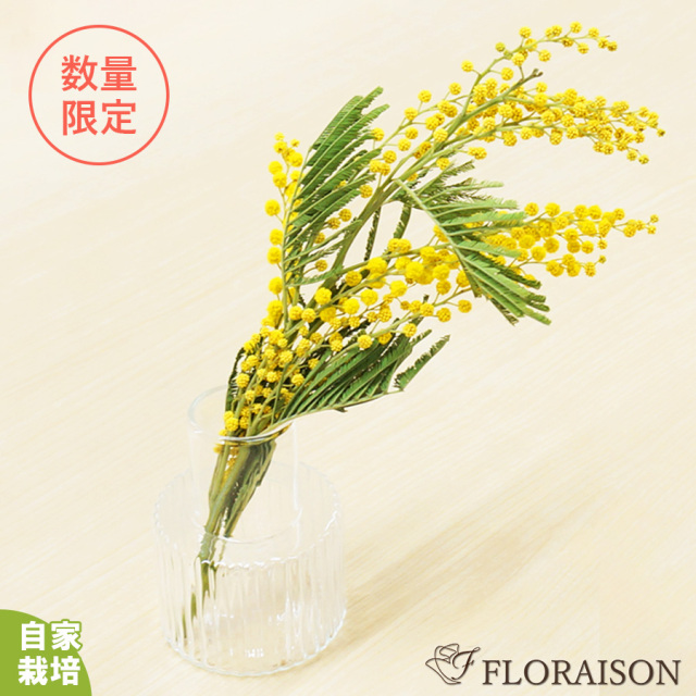 【送料無料・自家栽培】【春限定】ポストに春をお届け ミモザのミニミニブーケ