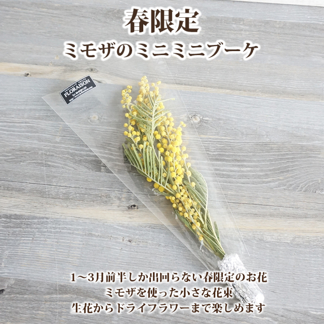 ミモザ