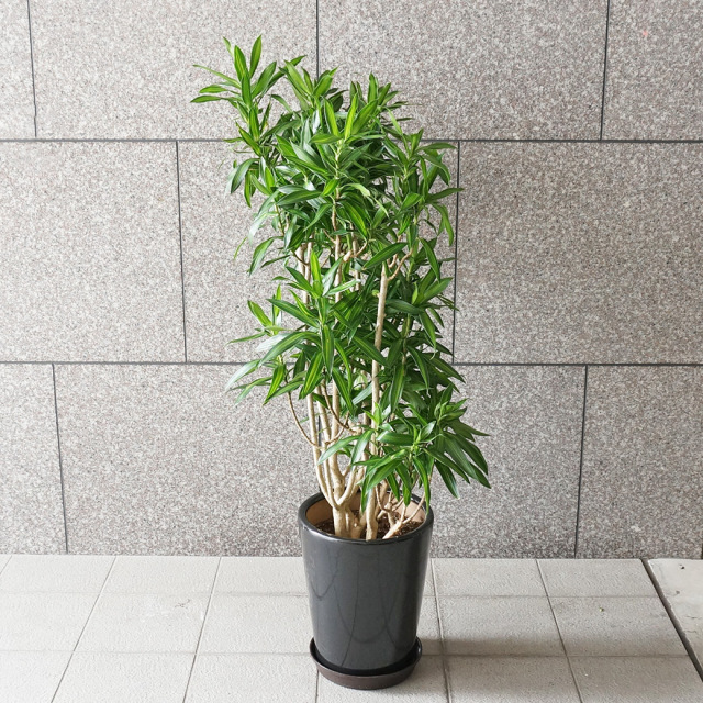 送料無料 ブロメリア ネオレゲリア スーパーゼブラ 円 送料無料 ブロメリア ネオレゲリア スーパーゼブラ 円