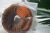 ハニココ豆乳焼きドーナツチョコ