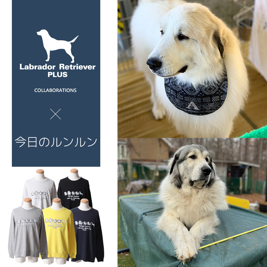 受注期間限定！今日のルンルンコラボ企画第2弾！コラボトレーナー◆今日のルンルン