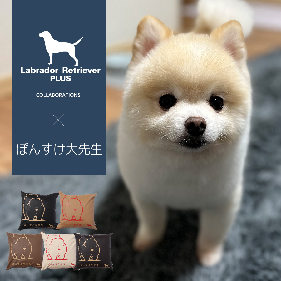 受注期間限定！ぽんすけ大先生コラボ企画！コラボクッション◆ぽんすけ大先生