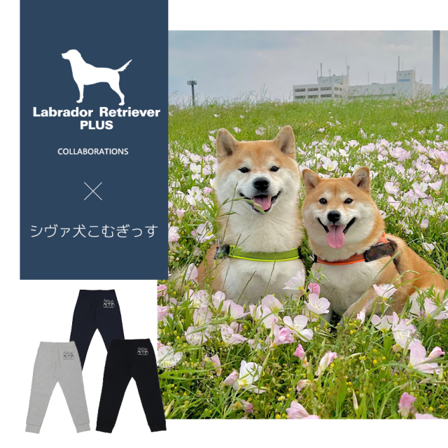 受注期間限定！シヴァ犬こむぎっすコラボ企画！コラボジョガーパンツ◆シヴァ犬こむぎっす