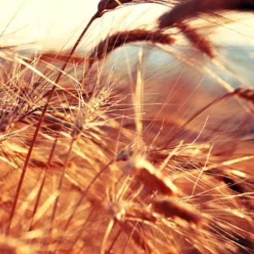 アンティケマチーネ　シチリア古代小麦　ティミリア