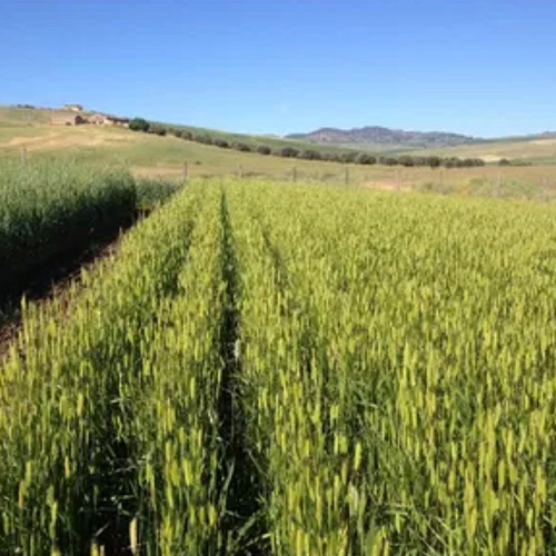 アンティケマチーネ　シチリア古代小麦の畑