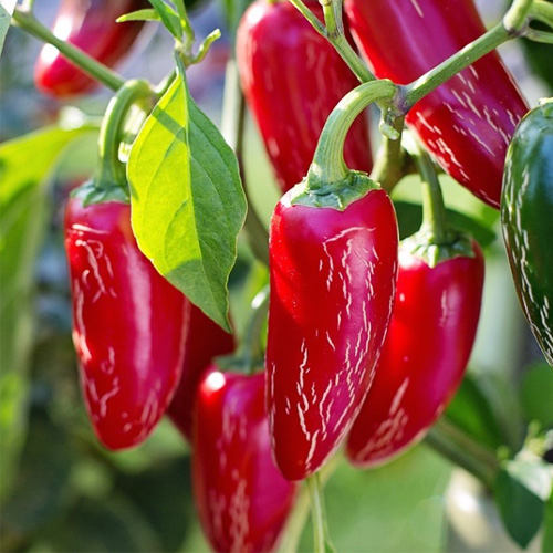 ハラペーニョソース　レッド