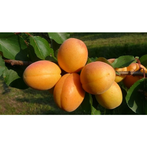 アプリコットのジャム