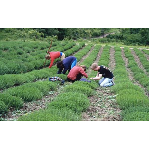 サーレエペペ　ハーブ