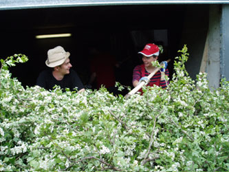 サーレエペペ　ハーブ