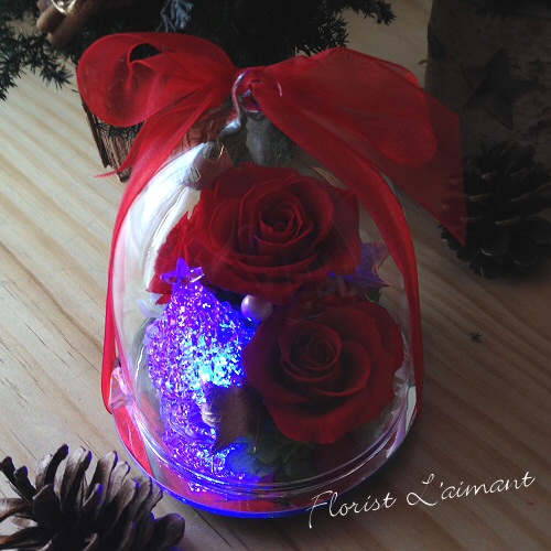 レインボードーム・ツリー07