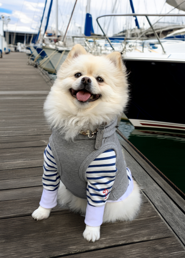 犬服・アクセサリー Happy Rocky dialy md82251.jpg