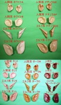 ネオブライス用 付け耳