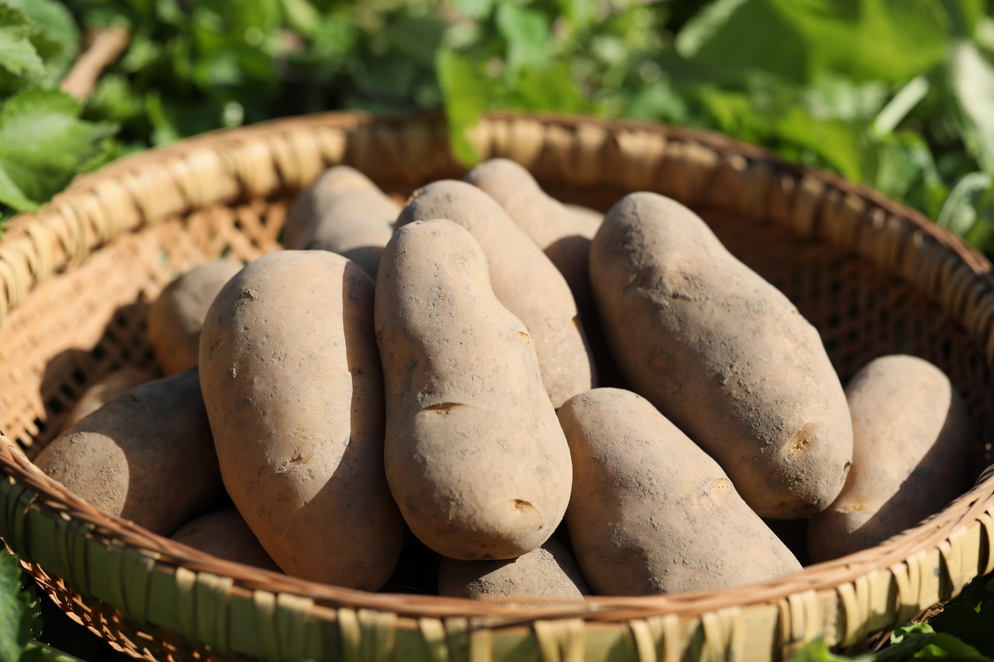 【一年熟成】あまーいメークイン　1kg　5個前後