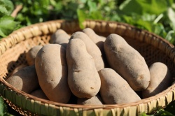 【一年熟成】あまーいメークイン　1kg　5個前後