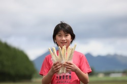 【極太ホワイトアスパラ】１ｋｇ　２～３Ｌ　15本くらい