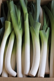 【お得】　リーキ　訳あり５ｋｇ