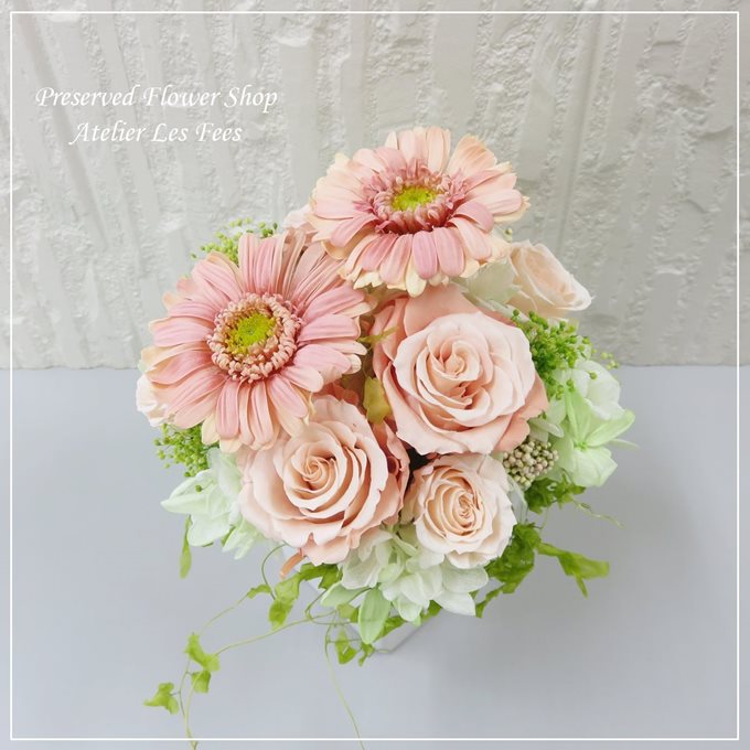 Gerbera Peche